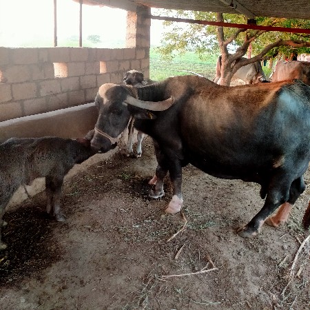 ભેંસ વેચવાની છે