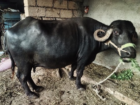 ભેંસ વેચવાની છે