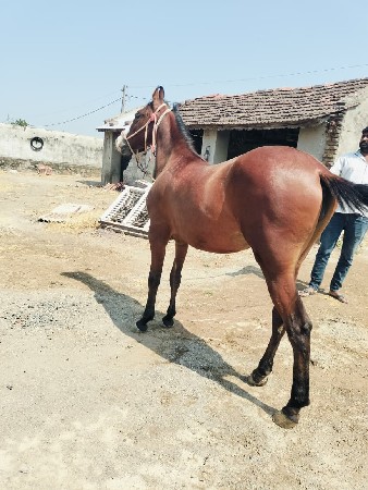 Filly for sale