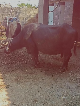 ભેંસ વેચવાની છે