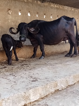 ભેશ વેછવાની છે તેજુ વેતર છે
