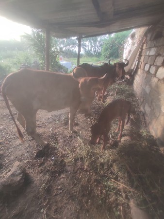 5 ગાય વેચવાની છે