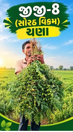બીયારણ ના ચણા. GG8