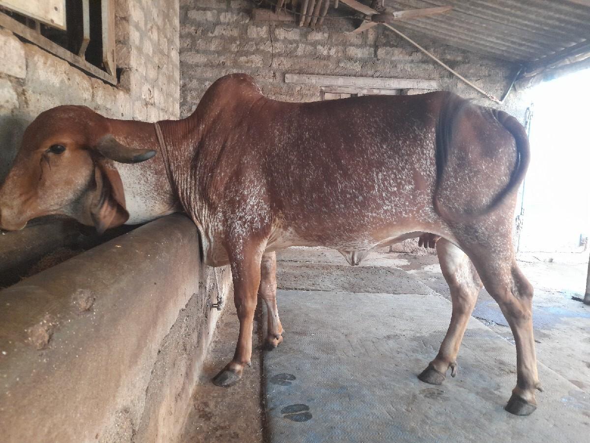 હોળકી વેચવાની છે