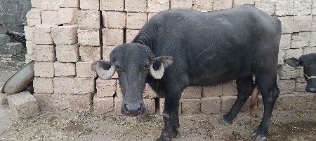 બેય ભેંસ વેચવાની છે