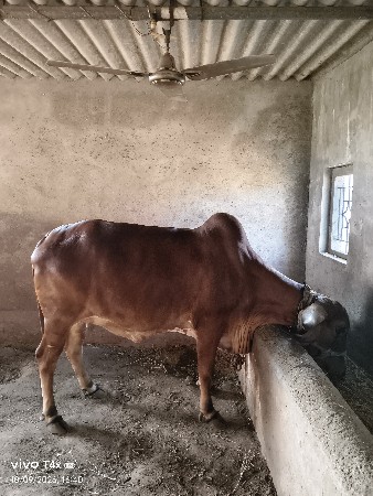 ગાય વેચવાની છે