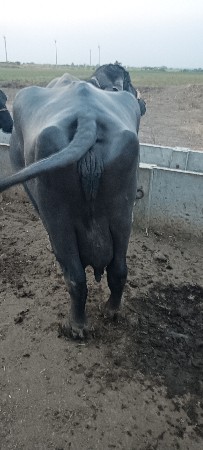 વેચવાની છે