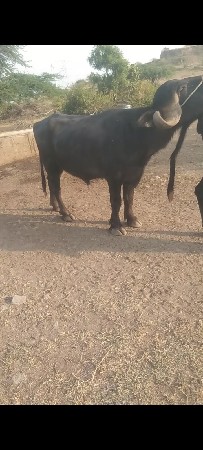 પાડો વેચવાનો છે