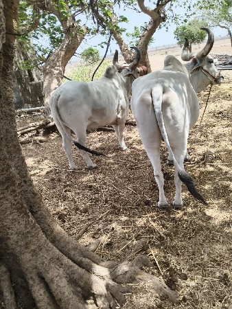 બળદ વેચવાના છે