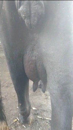 બે ભેસવેચવાની છે