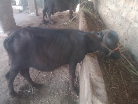 પાડી