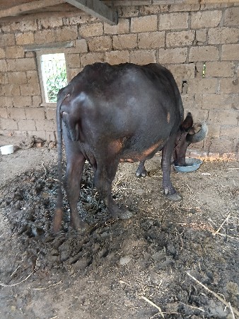 એકલાખ