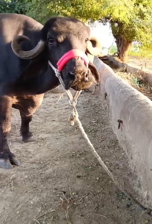 ખળેલી વેચવાની છે