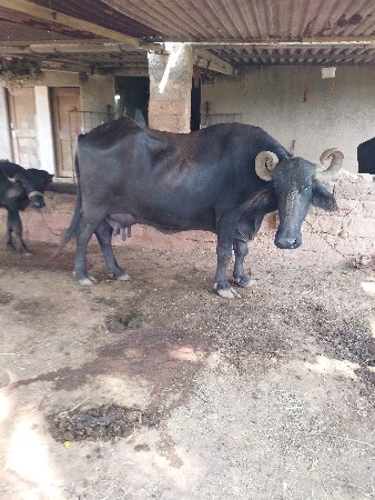 ભેંસ વેચવા ની છે