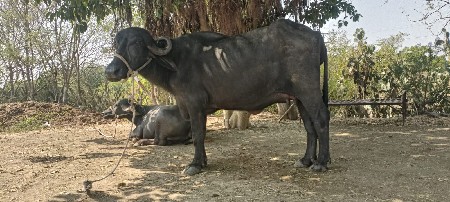 ૧૦..૧૨દિવસની કાસી ખડેલી વેચવાની