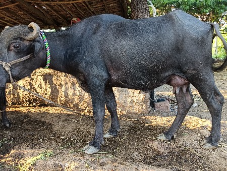 ભેંસ