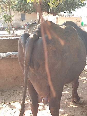 ખળેલી વેચવાની છે