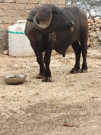 પાડો વેચવાનો છે