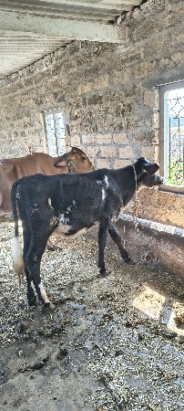 વાસડી વેસવાની છે