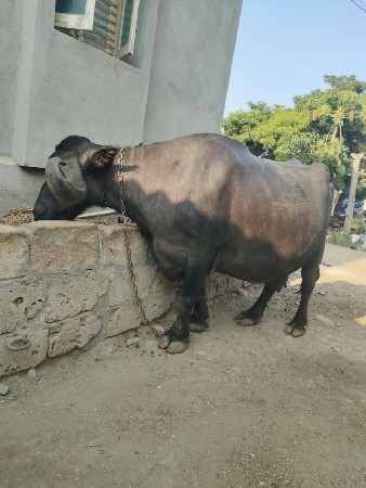 ભેંસ વેસવાની સે