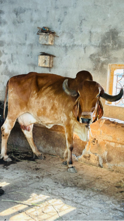 ગાય વેચવા ની છે