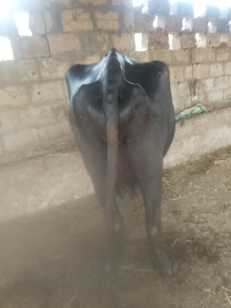 ભેંસ વેચવાની છે