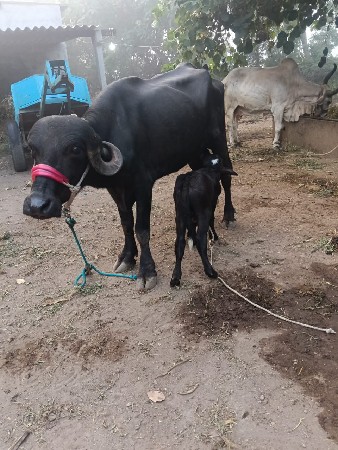 ખરેડી વેચવાની છે