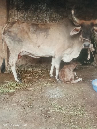 ગાય વેચવાની છે