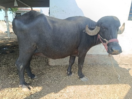 પેહલવેતરૂ‌‌ છે વેચવા નુ છે