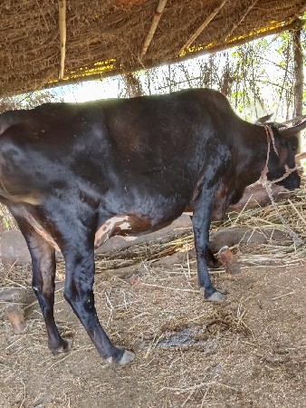 આ ગાય વેચવાની છે