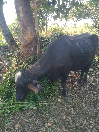 ભેંસ વેચવાની છે