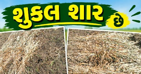 ઘાસચારો) વેચવાનું છે.  
​
​ લીલી સૂ