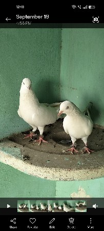 motiya ni Jodi vechvani che ✨🕊️