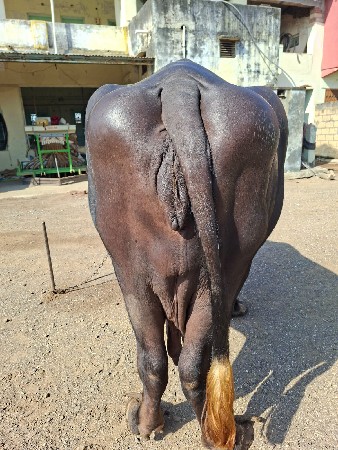 ભેંસ વેચવાની છે