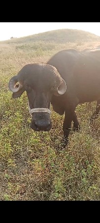 જીલો જામનગર તાલુકો જામજોધપુર ગામ બ