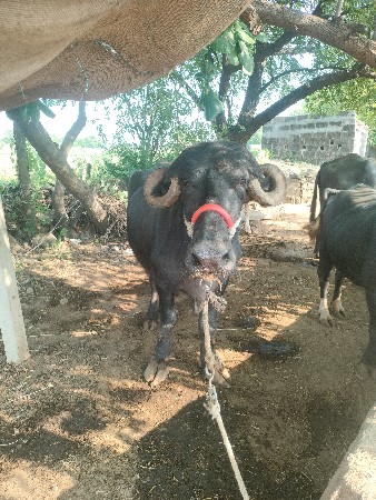 વેચવા ની સે