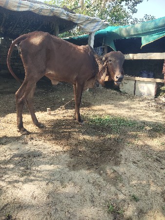 વાંસળી દેવાની સે