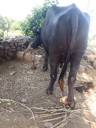 ભેંસ વેચવાની છે