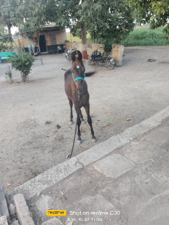 ઘૉડૉ વૅસવાનૉછૅ