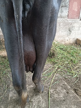 ભેંસ