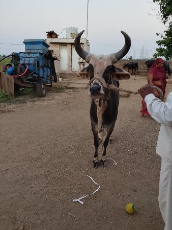 ગાય આપવાની છે