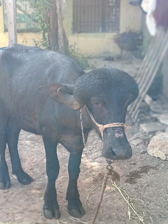 2 વરસ ની છે જાફરાબાદી છે