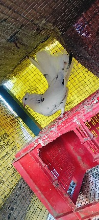 એક જોડી હે વેસવાની મોર પીસ નરહે