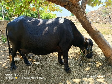 ભેંસ વેચવાની છે