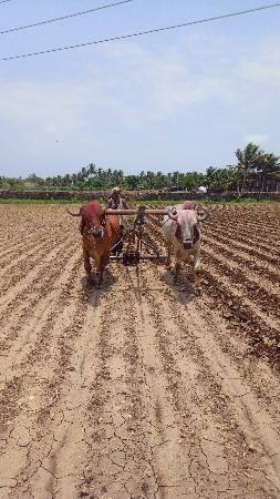 બળદ ના સાટા કરવાના છે ગોઢલા હારે