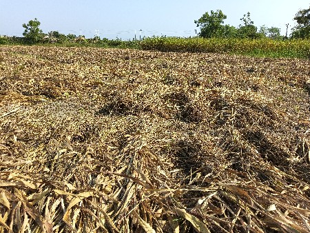 જુવાર ની સાર છે ડુડા વારી મીઠી