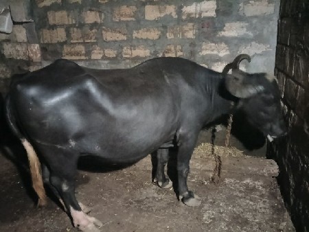 ભેંસ વેચવાની છે