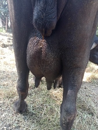 ભેંસ વેચવાની છે