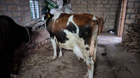 ગાય વેચવાની