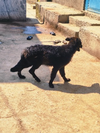 કુતરી